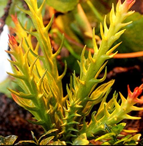 NC Reptilr Növények Terrárium Berendezés Műanyag Mesterséges Terrárium Növények Hüllő Tartály Növények Hüllő, Gyík Gecko Szakállas