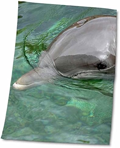 3dRose Mexikó, Karib-térségben. Közös palackorrú delfin portré - Törölköző (twl-258480-3)