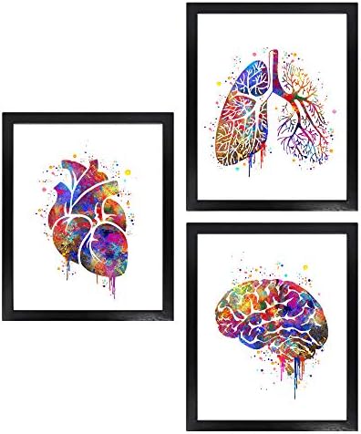 Dignovel Studios Keretben (3) 13X19 Emberi Anatómia Akvarell Art Nyomtatás Beállítása Szív, Tüdő, Agy Fal Nyomatok dnc23