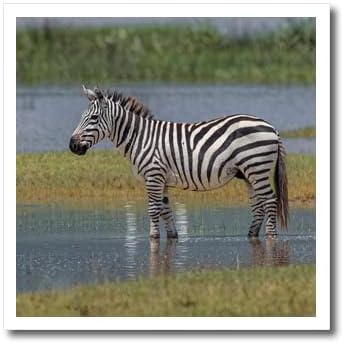 3dRose Burchells Zebra, Ngorongoro-Kráter, Tanzánia, Afrika - Vas Hő Transzferek (ht-366251-3)