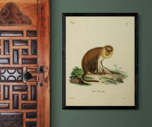 Monk Saki Emberszabású Majom Régi Élővilág Osztályteremben Irodai Dekoráció Állattan Antik Illusztráció képzőművészeti Nyomtatás
