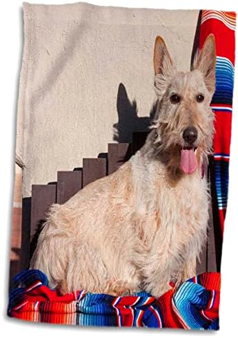 3dRose Skót Terrier ül egy Mexikói takaró, MR, Törölköző (twl-209154-3)