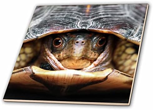 3dRose Egy makró fénykép egy doboz teknős kijön a héjából. - Csempe (ct_350953_1)