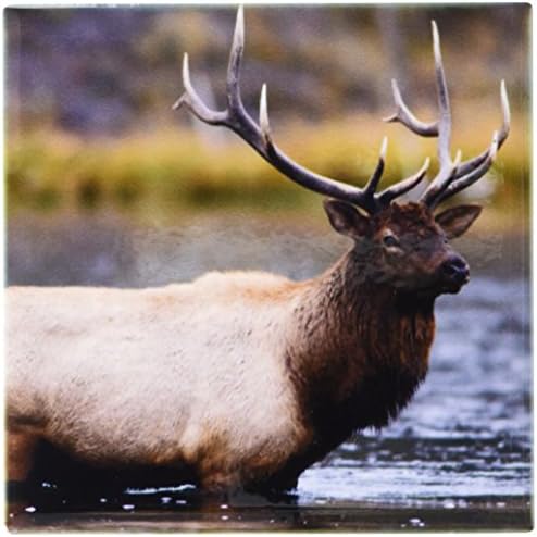 3dRose ct_97565_1 Bika Elk Átkel a Folyón, Yellowstone NP, Wyoming-US51 RNU0026-Rolf Nussbaumer-Kerámia, 4-Es