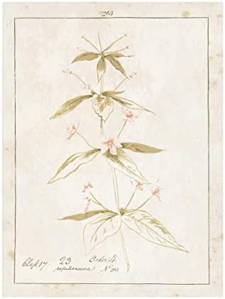 Védjegy képzőművészeti 'Virágok, Fehér, III Szavakkal' Vászon Művészet által Vad Alma Portfólió