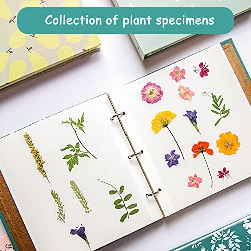 Növényi minta gyűjtemény, levél, száraz virág, dombornyomás gyűjtemény, spirálos album, diy kreatív kézikönyv gyűjtemény (puple wisteria)