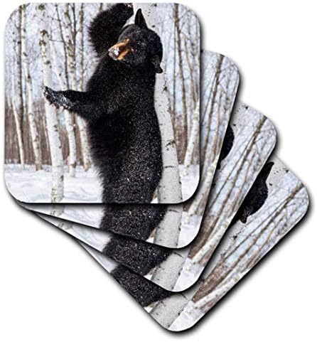 3dRose USA-ban, Minnesota, Homokkő, Fekete Medve Karcolás Viszketés, készlet 4 Puha Alátét, Set-a-4-Puha, Tiszta