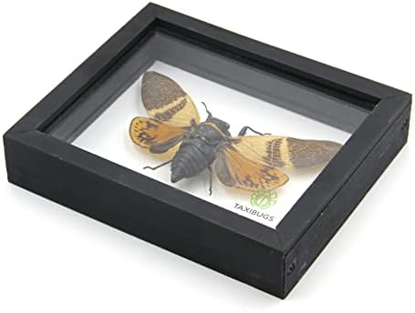 Igazi Egzotikus Kabóca Nyílik meg a Szárnyak - Taxidermia Gyűjtemény Keretezett Shadowbox Galéria Átlátszó Fekete Fa Keret (Red Wings,