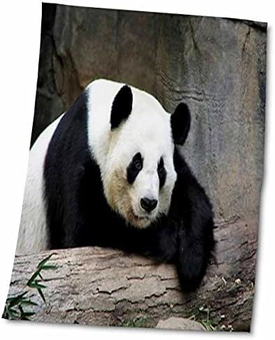 3dRose Florence Állatok - Óriás Panda - Törölköző (twl-47885-1)
