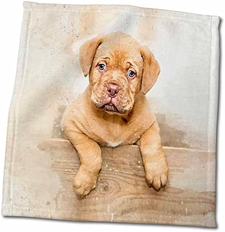 3dRose Dogue de Bordeaux Bulldog Kiskutya egy Dobozban Akvarell - Törölköző (twl-245332-3)