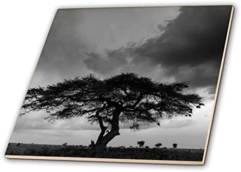 3dRose ct_187261_1 Akác Fa Serengeti NP Tanzánia Kerámia, 4-Es