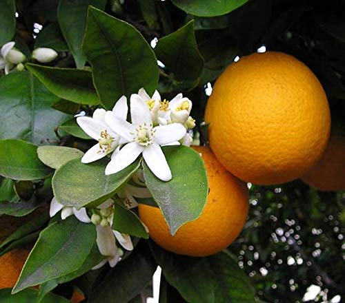 Atmos Essentials | - os Tisztaságú Édes Narancs illóolaj | Citrus sinensis | 15mL